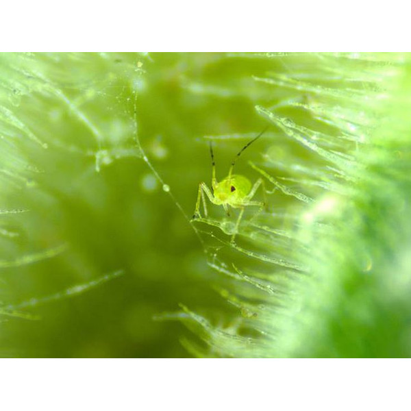 ZEISS Zoom-Stereomikroskop Stemi 305 cam W, K EDU, bino, Greenough, w.d. 110mm, 10x/23, 8-40x, Spot K LED, 4 MP, Wifi