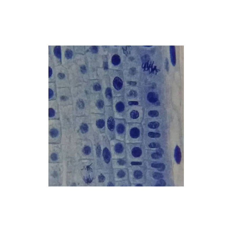 Bresser Mikroskop Erudit Basic, mono, 40x-400x