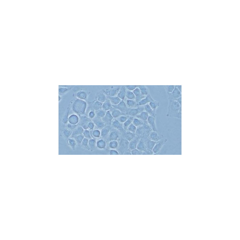 Evident Olympus Mikroskop Olympus CX43 Grundausstattung mit Fotoausgang_2, trino, infinity, LED, ohne Objektive!