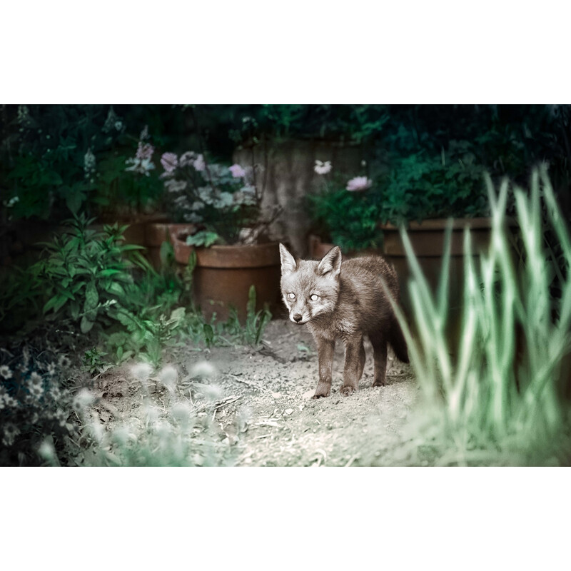 ZEISS Wildkamera Secacam 3 (4er Pack)