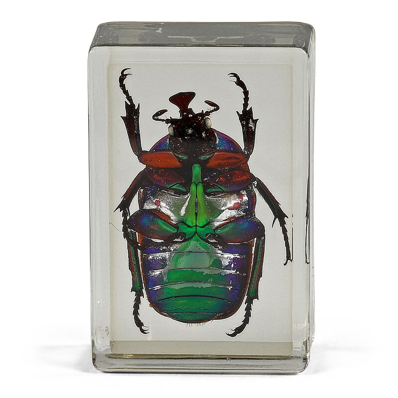 Omegon Dauerpräparat Grüner Rosenkäfer