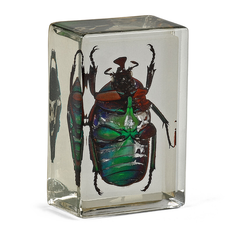 Omegon Dauerpräparat Grüner Rosenkäfer