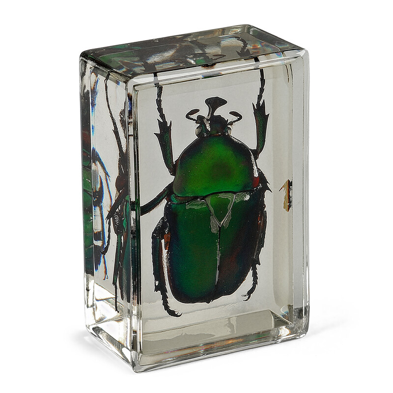 Omegon Dauerpräparat Grüner Rosenkäfer